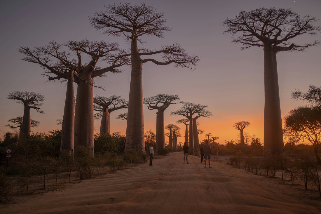 African Storm by Cape Island | Fragrance Inspired by the Baobab Tree