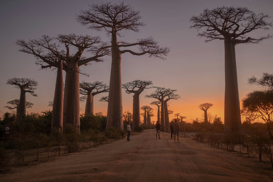 African Storm by Cape Island | Fragrance Inspired by the Baobab Tree
